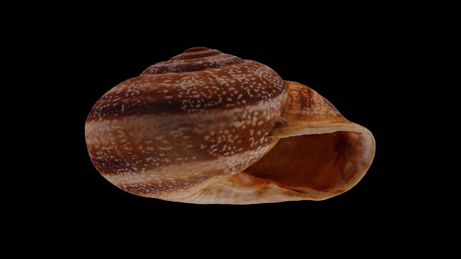 Otala punctata